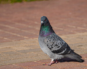 Gorgeous pigeon walking in the park