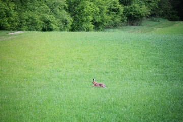 wild rabbit running through field