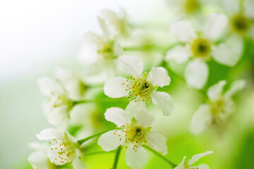 Branch of flowering bird cherry in white flowers