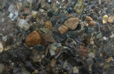 Obraz na płótnie Canvas seashell and pebbles on the beach
