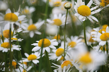 daisies in a field, summer closeup