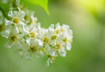 Branch of flowering bird cherry in white flowers