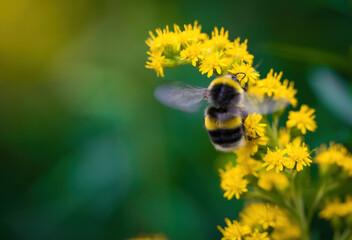bumblebee collects flower nectar of goldenrod - obrazy, fototapety, plakaty