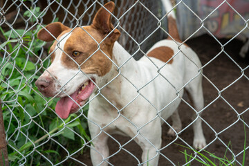 Stay dog shelter, homeless dog, abandoned looking for adoptions