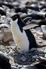 Adelie penguins incubating their eggs at Brown Bluff, Antarctica