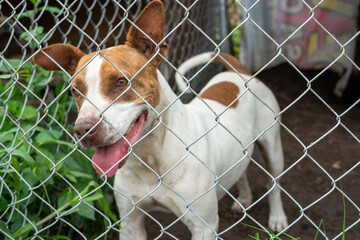 Stay dog shelter, homeless dog, abandoned looking for adoptions