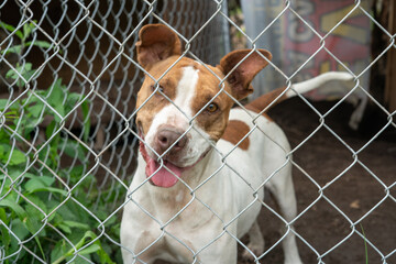 Stay dog shelter, homeless dog, abandoned looking for adoptions