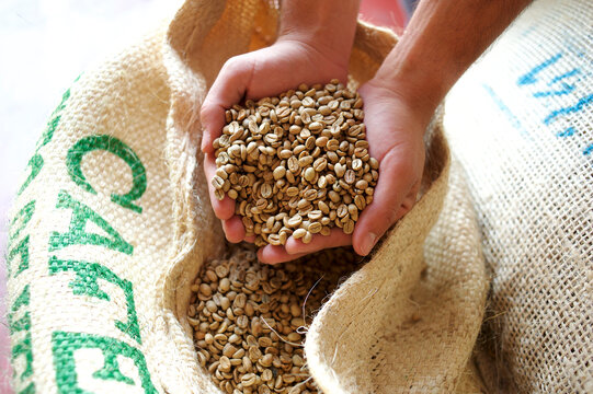 Hands Of A Young Man Picking Up Coffee Beans. Close-up View