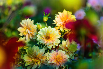 Fototapeta premium flowering yellow dahlias in the garden