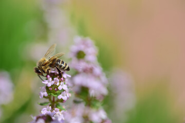 Close-up of a honeybee collecting pollen from a flowering marjoram plant in May