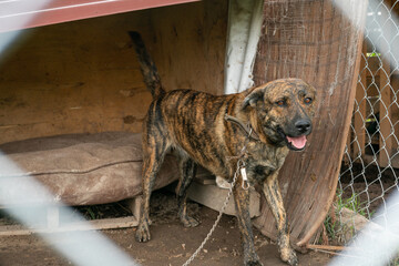 Stay dog shelter, homeless dog, abandoned looking for adoptions