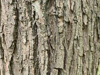 Brown rough bark of an old tree. Big cracks. Saharna- Moldova.