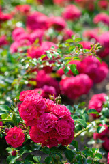 Red rose flower close up in garden.