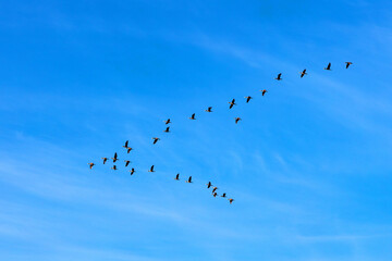 V-formation of Great Cormorant birds - latin Phalacrocorax carbo - known also as black shag, great black or large cormorant during spring season migration over Mazovia region of Poland