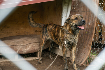 Stay dog shelter, homeless dog, abandoned looking for adoptions