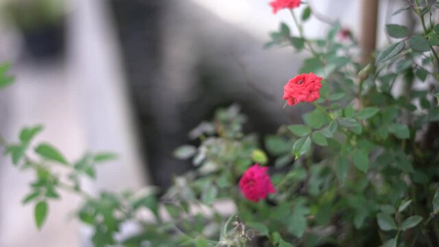  rose flowr in garden