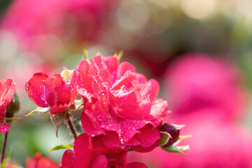 Red rose flower close up in garden.