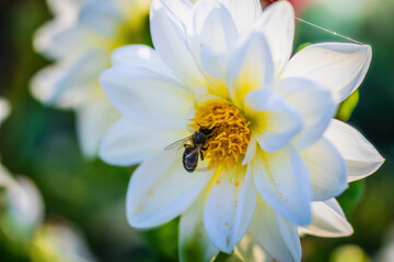 flowering white dahlias in the garden