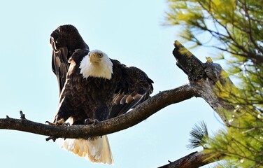 The bald eagle was chosen June 20, 1782 as the emblem of the United States of America, because of its long life, great strength and majestic looks, and also because it to exist only on this continent.