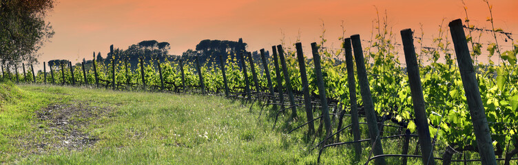 Obraz premium Rows of beautiful green vineyards in Chianti region near Mercatale val di Pesa at sunset. Tuscany, Italy.
