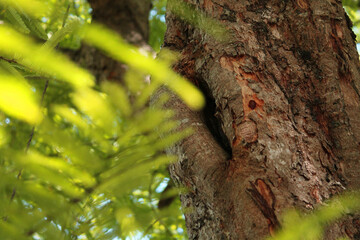 Tree decay