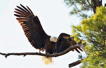 The bald eagle was chosen June 20, 1782 as the emblem of the United States of America, because of its long life, great strength and majestic looks, and also because it to exist only on this continent.
