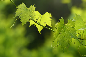 Fototapeta na wymiar green vine leaves in a vineyard on a sunny day