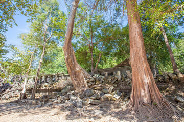 Beng Mealea temple ruins and banyan tree, the Angkor Wat style located east of the main group of temples at Angkor, Siem Reap, Cambodia.