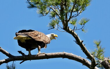 The bald eagle was chosen June 20, 1782 as the emblem of the United States of America, because of its long life, great strength and majestic looks, and also because it to exist only on this continent.