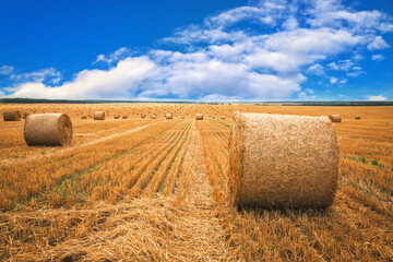 Round bales of Golden straw in harvested fields and blue sky with clouds. Beautiful countryside landscape.