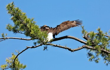 The bald eagle was chosen June 20, 1782 as the emblem of the United States of America, because of its long life, great strength and majestic looks, and also because it to exist only on this continent.
