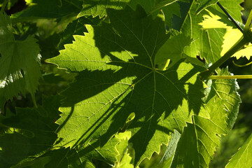 Fototapeta na wymiar green vine leaves in a vineyard on a sunny day