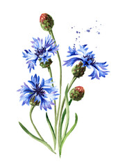 Blue flowers cornflower stems with leaves. Hand drawn watercolor illustration isolated on white background - obrazy, fototapety, plakaty