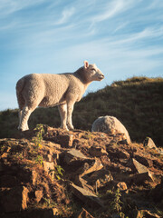 A sheep stood on a rocky ridge in the foothills of Winter Hill in Lancashire, UK