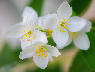 Twig with white jasmine flower in spring