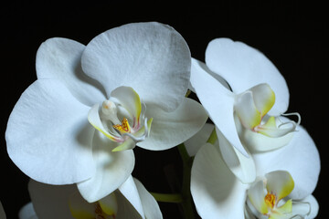 Naklejka na ściany i meble closeup of beautiful white orchids against black background