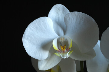 closeup of beautiful white orchids against black background