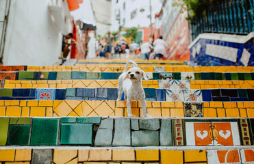 local white small dog on the most famous staircase in Rio de Janeiro, Lapa- ​​escalera Selaron