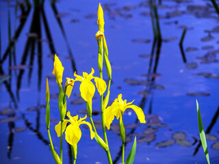 Fototapete bei efototapeten.de bestellen   