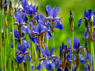 Fototapete bei efototapeten.de bestellen   