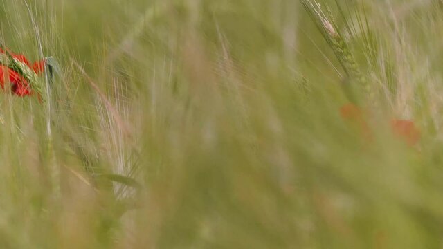 Nahaufnahme von Weizen, Mohn, Mohnfeld, Weizen, Getreide, Panorama, Weizen, Getreide, Ansicht, Feld,