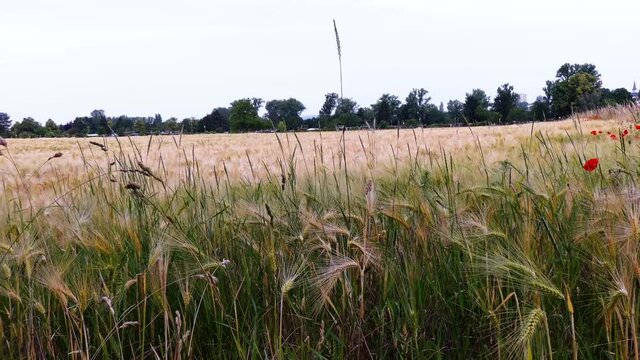 Nahaufnahme von Weizen, Mohn, Mohnfeld, Weizen, Getreide, Panorama, Weizen, Getreide, Ansicht, Feld,