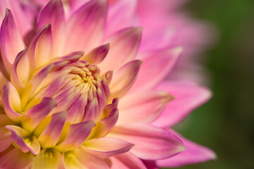 Closeup of beautiful, colorful pink dahlia in late summer

