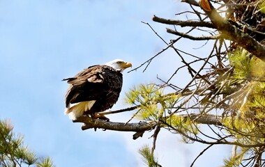 The bald eagle was chosen June 20, 1782 as the emblem of the United States of America, because of its long life, great strength and majestic looks, and also because it to exist only on this continent.