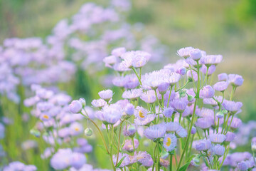 淡い色合いの草原/ハルジオン/キク科のピンクの小花が咲く雑草