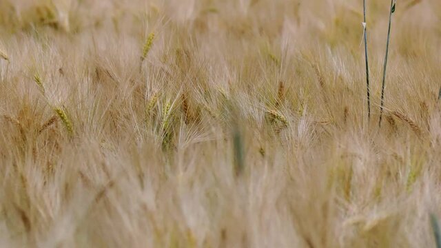 Nahaufnahme von Weizen, Mohn, Mohnfeld, Weizen, Getreide, Panorama, Weizen, Getreide, Ansicht, Feld,