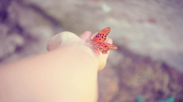 Mariposa monarca en mano de fot&oacute;grafa mueve las alas