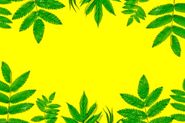 Frame of green leaves on a yellow background. Layout for creativity from beautiful leaves. Top view, copy space