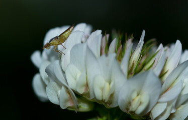 Gnat on white clover
