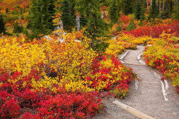 Stunning fall foliage along a hiking trail at Mt. Rainier National Park in Washington state
